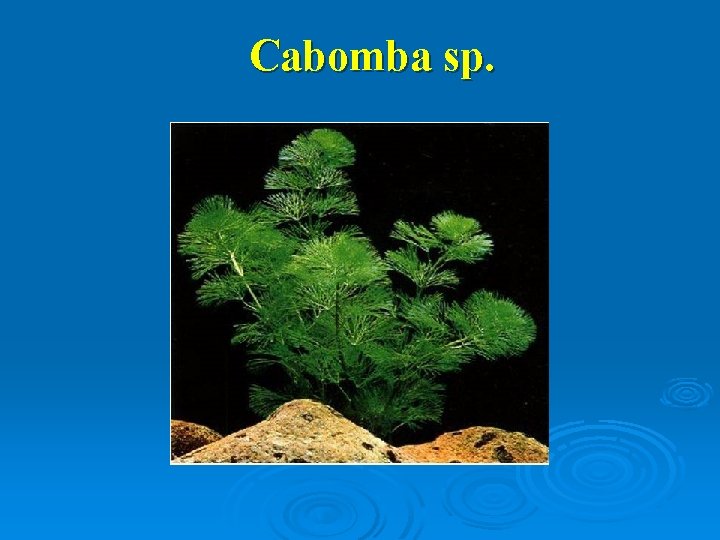 Cabomba sp. 
