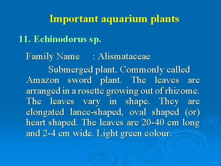 Important aquarium plants 11. Echinodorus sp. Family Name : Alismataceae Submerged plant. Commonly called