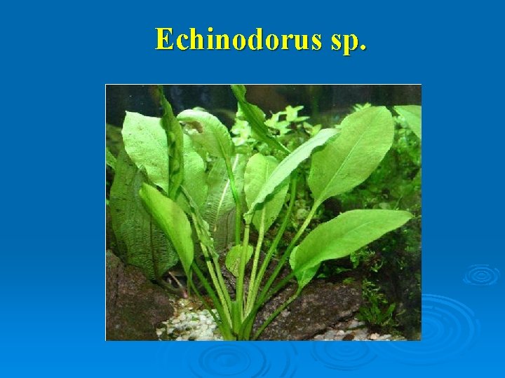 Echinodorus sp. 