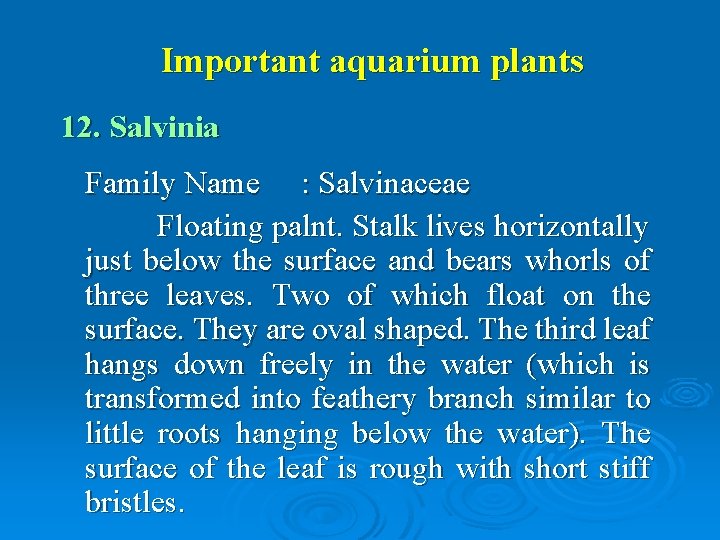 Important aquarium plants 12. Salvinia Family Name : Salvinaceae Floating palnt. Stalk lives horizontally