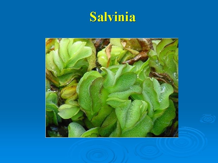 Salvinia 