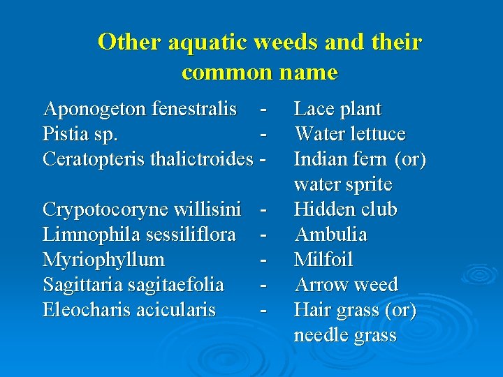 Other aquatic weeds and their common name Aponogeton fenestralis Pistia sp. Ceratopteris thalictroides Crypotocoryne