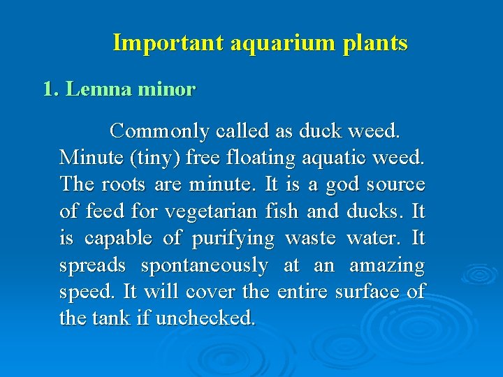 Important aquarium plants 1. Lemna minor Commonly called as duck weed. Minute (tiny) free