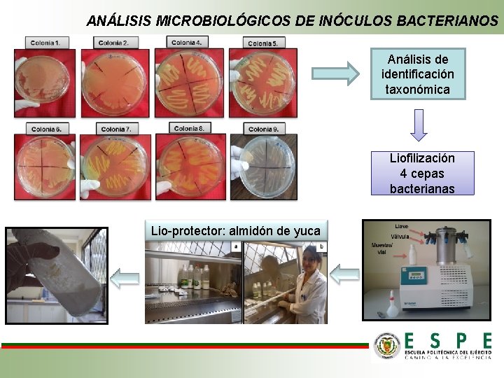 ANÁLISIS MICROBIOLÓGICOS DE INÓCULOS BACTERIANOS Análisis de identificación taxonómica Liofilización 4 cepas bacterianas Lio-protector: