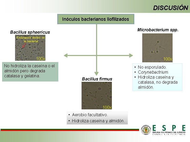 DISCUSIÓN Inóculos bacterianos liofilizados Microbacterium spp. Bacillus sphaericus 100 x No hidroliza la caseína