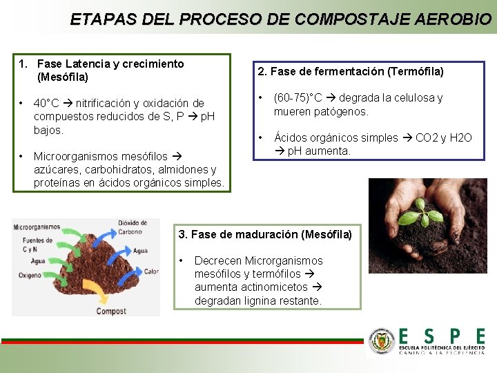 ETAPAS DEL PROCESO DE COMPOSTAJE AEROBIO 1. Fase Latencia y crecimiento (Mesófila) 2. Fase