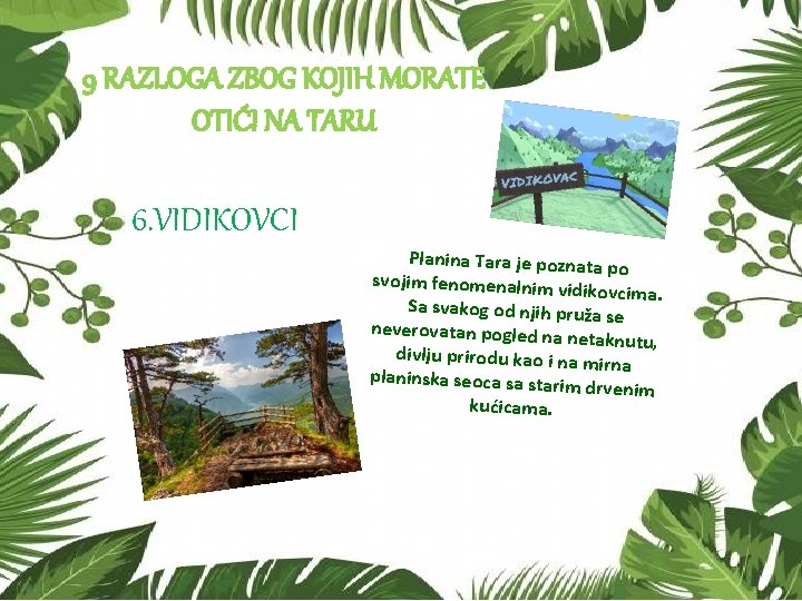 9 RAZLOGA ZBOG KOJIH MORATE OTIĆI NA TARU 6. VIDIKOVCI Planina Tara je poznata