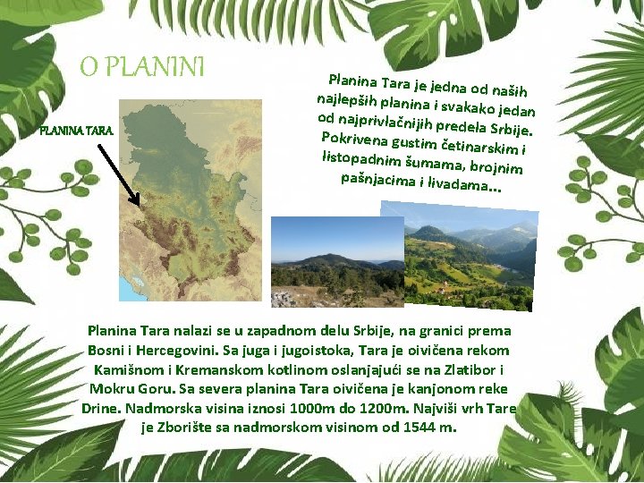 O PLANINI PLANINA TARA Planina Tara je jed na od naših najlepših planina i