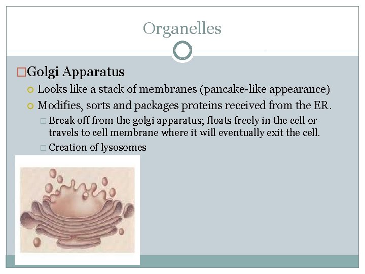 Organelles �Golgi Apparatus Looks like a stack of membranes (pancake-like appearance) Modifies, sorts and