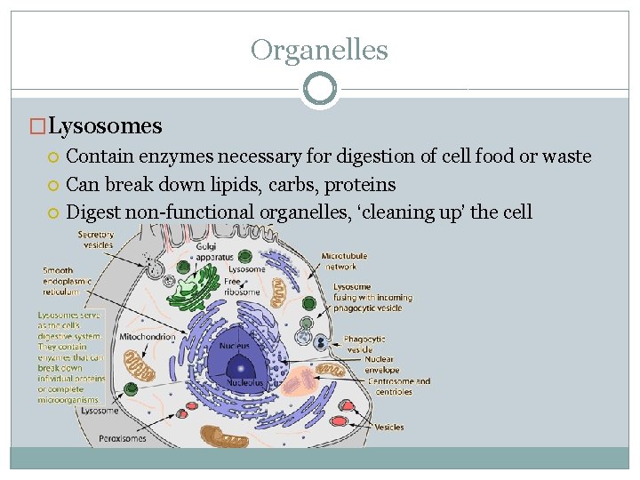 Organelles �Lysosomes Contain enzymes necessary for digestion of cell food or waste Can break
