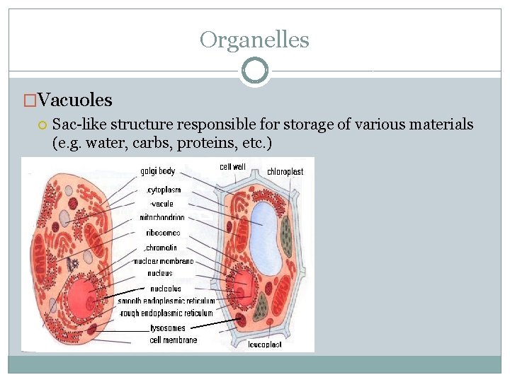 Organelles �Vacuoles Sac-like structure responsible for storage of various materials (e. g. water, carbs,