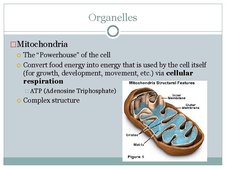 Organelles �Mitochondria The “Powerhouse” of the cell Convert food energy into energy that is