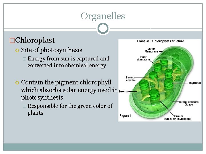 Organelles �Chloroplast Site of photosynthesis � Energy from sun is captured and converted into