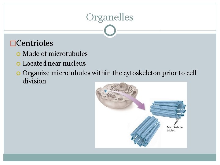 Organelles �Centrioles Made of microtubules Located near nucleus Organize microtubules within the cytoskeleton prior