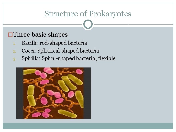 Structure of Prokaryotes �Three basic shapes 1. 2. 3. Bacilli: rod-shaped bacteria Cocci: Spherical-shaped