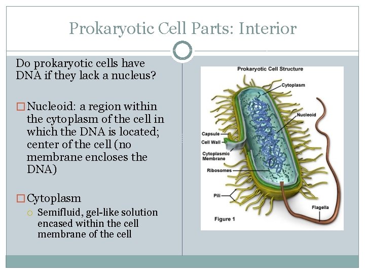 Prokaryotic Cell Parts: Interior Do prokaryotic cells have DNA if they lack a nucleus?