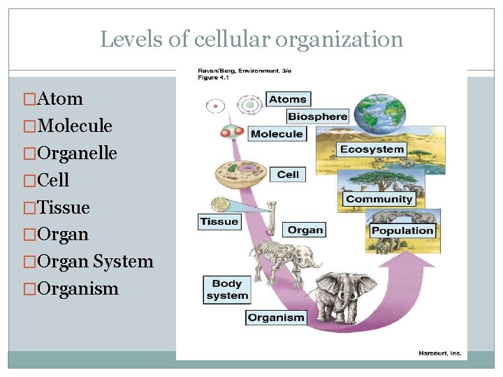 Levels of cellular organization �Atom �Molecule �Organelle �Cell �Tissue �Organ System �Organism 
