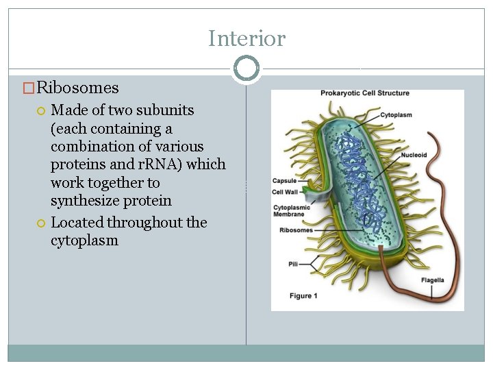 Interior �Ribosomes Made of two subunits (each containing a combination of various proteins and