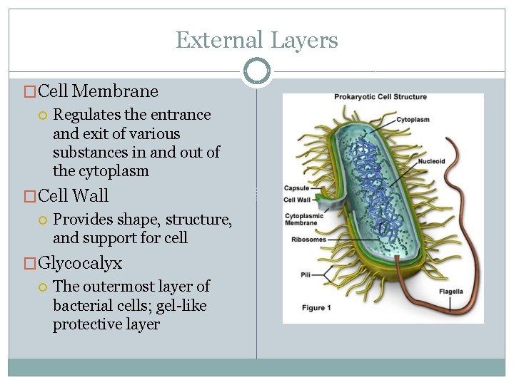 External Layers �Cell Membrane Regulates the entrance and exit of various substances in and
