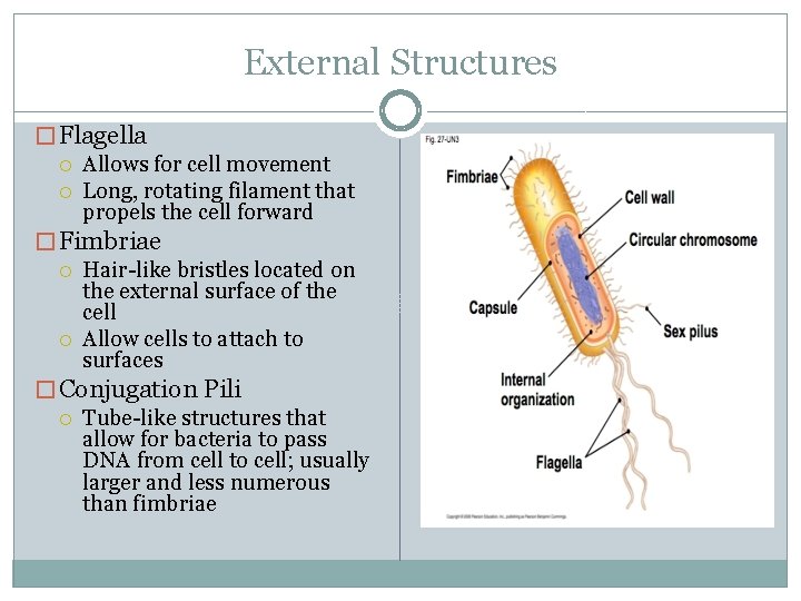 External Structures � Flagella Allows for cell movement Long, rotating filament that propels the