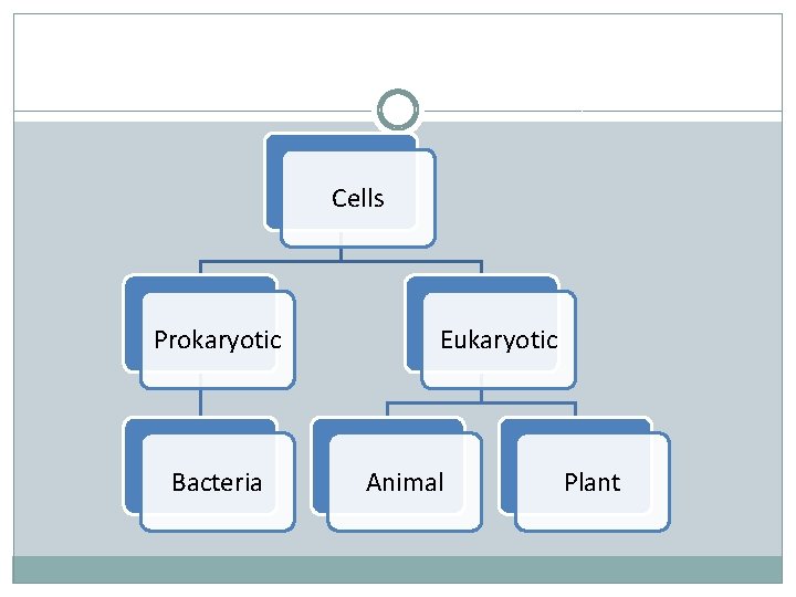 Cells Prokaryotic Bacteria Eukaryotic Animal Plant 