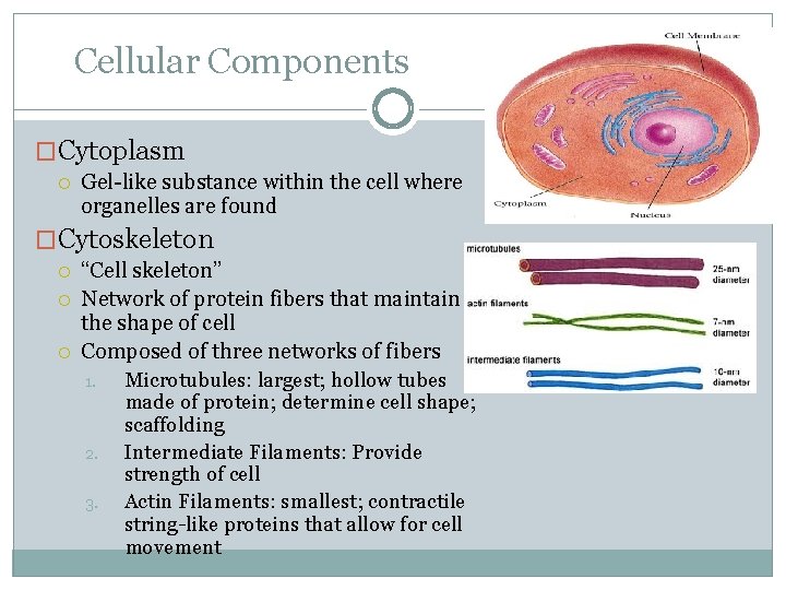 Cellular Components �Cytoplasm Gel-like substance within the cell where organelles are found �Cytoskeleton “Cell