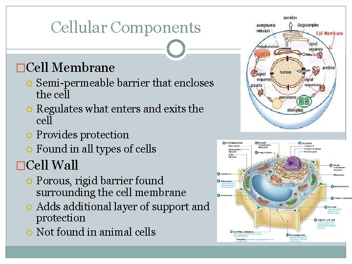 Cellular Components �Cell Membrane Semi-permeable barrier that encloses the cell Regulates what enters and