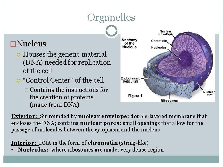 Organelles �Nucleus Houses the genetic material (DNA) needed for replication of the cell “Control