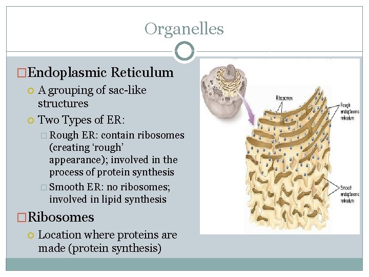 Organelles �Endoplasmic Reticulum A grouping of sac-like structures Two Types of ER: � Rough