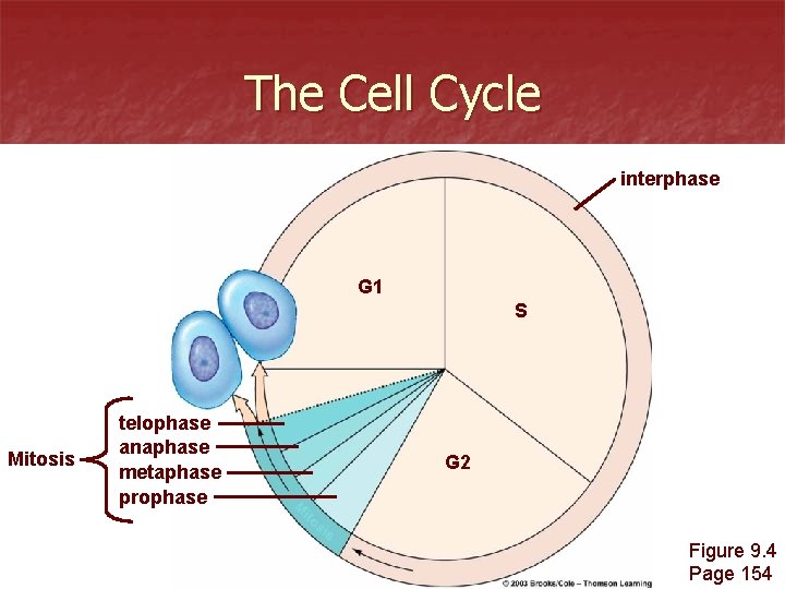The Cell Cycle interphase G 1 S Mitosis telophase anaphase metaphase prophase G 2