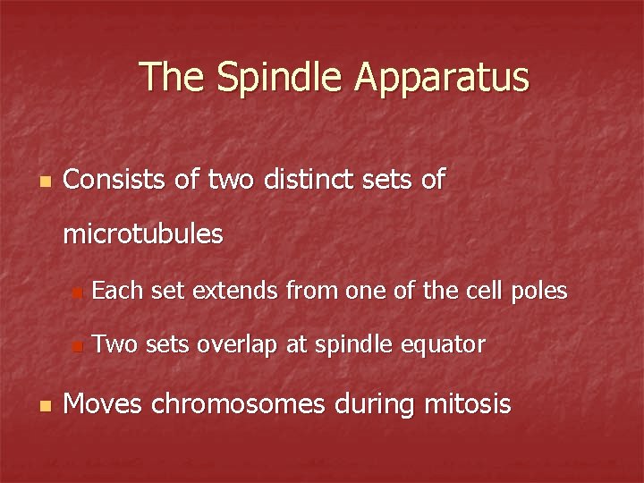 The Spindle Apparatus n Consists of two distinct sets of microtubules n n Each