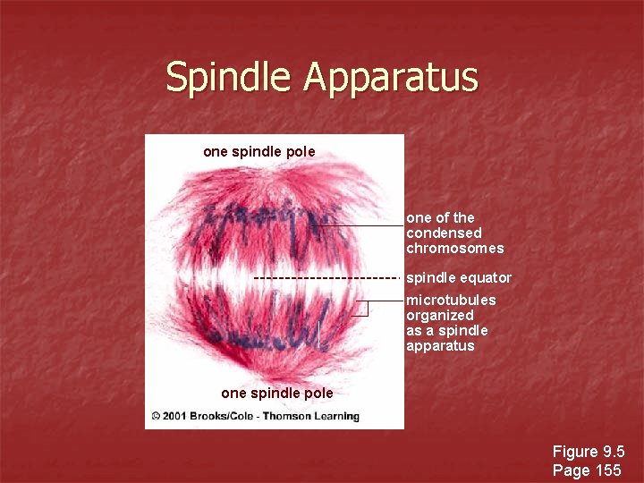 Spindle Apparatus one spindle pole one of the condensed chromosomes spindle equator microtubules organized