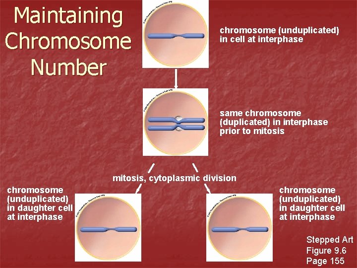 Maintaining Chromosome Number chromosome (unduplicated) in cell at interphase same chromosome (duplicated) in interphase