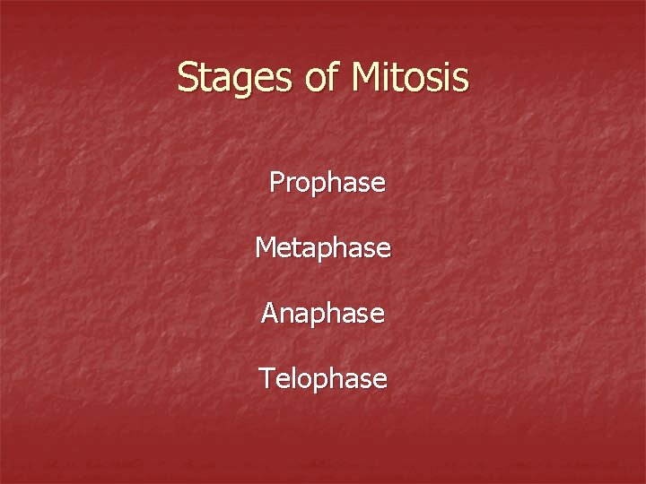 Stages of Mitosis Prophase Metaphase Anaphase Telophase 