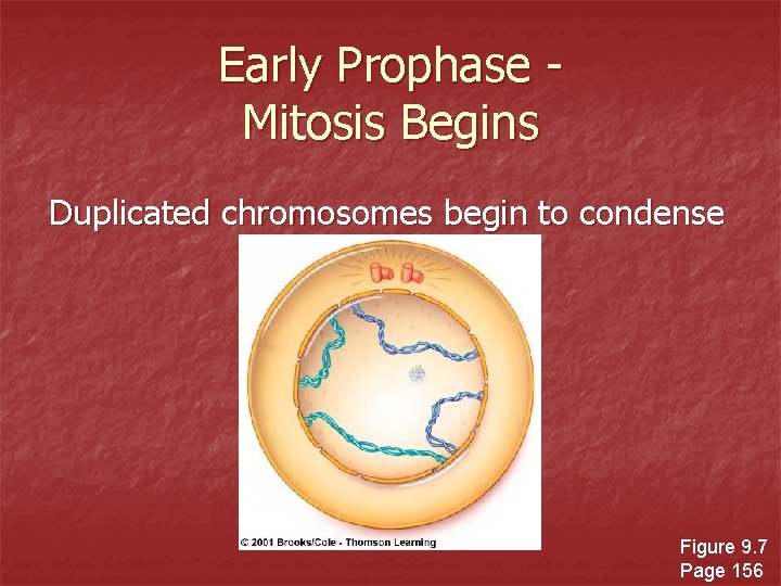 Early Prophase Mitosis Begins Duplicated chromosomes begin to condense Figure 9. 7 Page 156