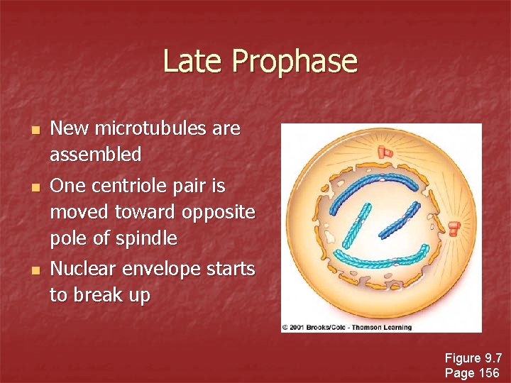 Late Prophase n n n New microtubules are assembled One centriole pair is moved