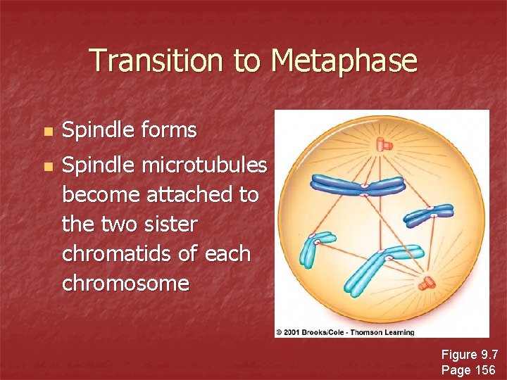 Transition to Metaphase n n Spindle forms Spindle microtubules become attached to the two