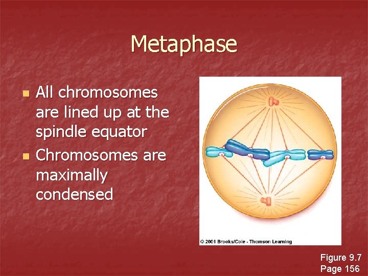Metaphase n n All chromosomes are lined up at the spindle equator Chromosomes are