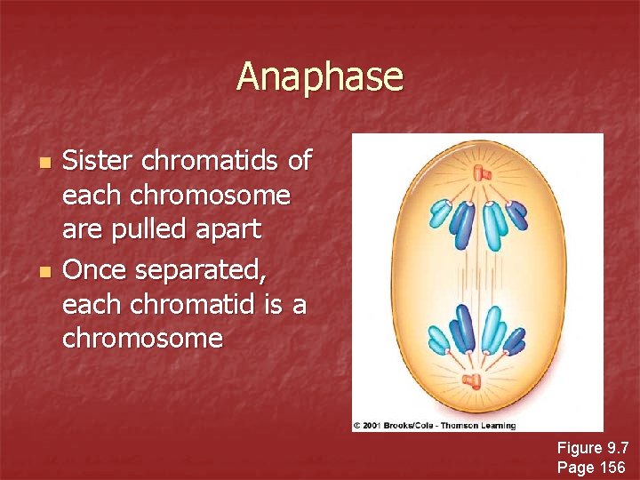 Anaphase n n Sister chromatids of each chromosome are pulled apart Once separated, each