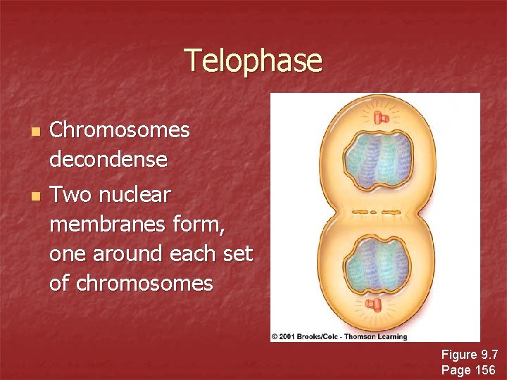 Telophase n n Chromosomes decondense Two nuclear membranes form, one around each set of