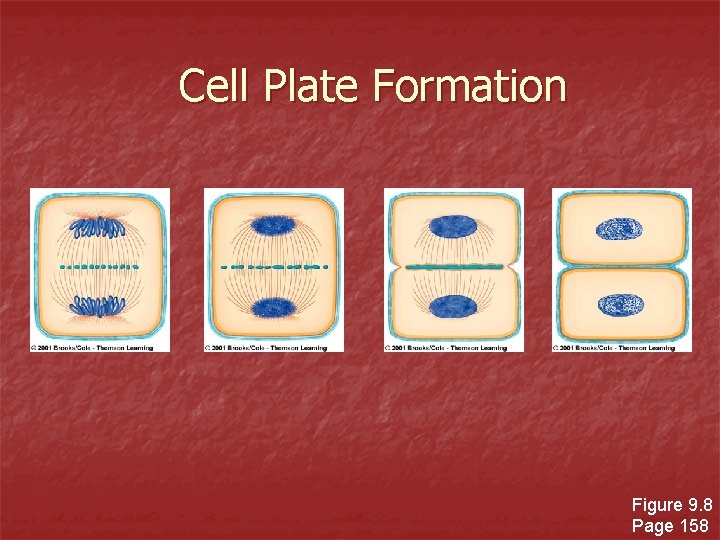 Cell Plate Formation Figure 9. 8 Page 158 
