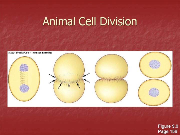 Animal Cell Division Figure 9. 9 Page 159 