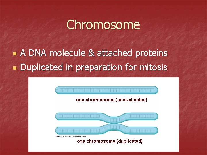 Chromosome n A DNA molecule & attached proteins n Duplicated in preparation for mitosis