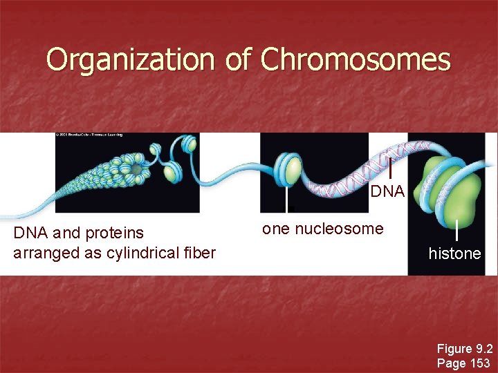 Organization of Chromosomes DNA and proteins arranged as cylindrical fiber one nucleosome histone Figure