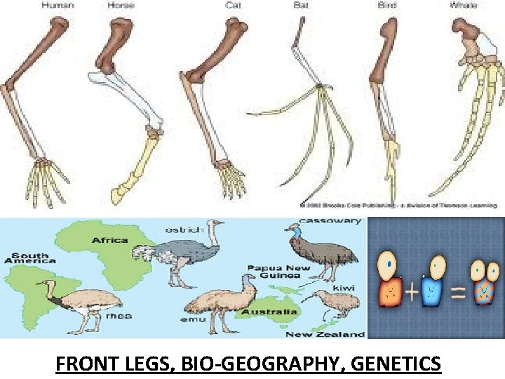 FRONT LEGS, BIO-GEOGRAPHY, GENETICS 