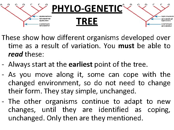 PHYLO-GENETIC TREE These show different organisms developed over time as a result of variation.