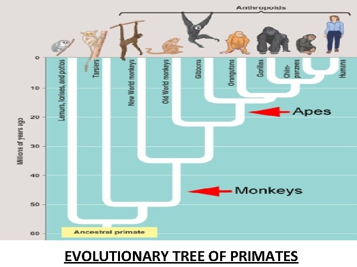 EVOLUTIONARY TREE OF PRIMATES 