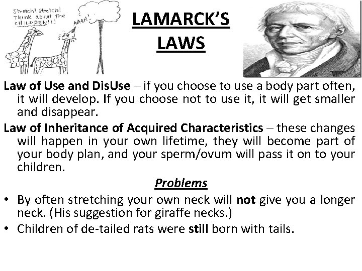 LAMARCK’S LAWS Law of Use and Dis. Use – if you choose to use