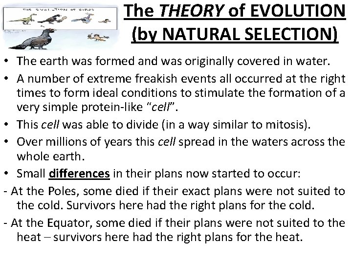 The THEORY of EVOLUTION (by NATURAL SELECTION) • The earth was formed and was