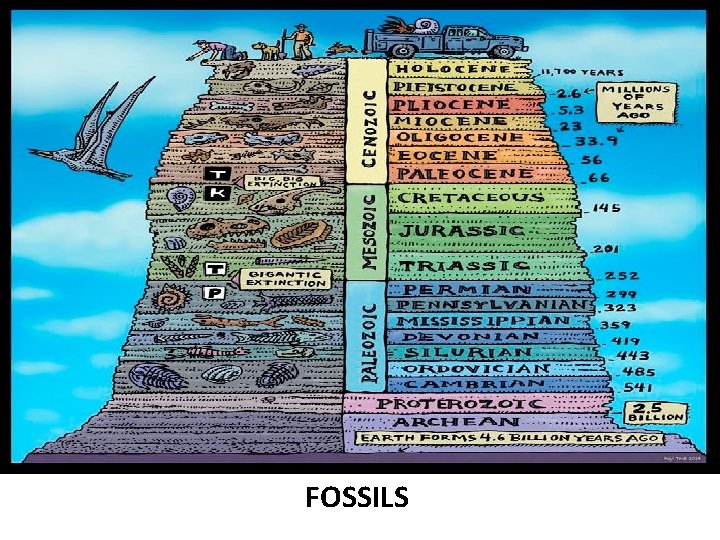 FOSSILS 